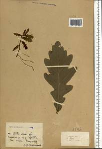 Quercus robur L., Eastern Europe, Moscow region (E4a) (Russia)