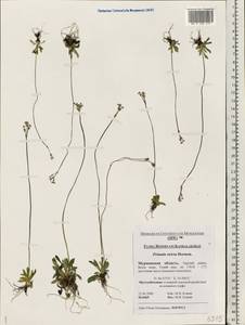 Primula stricta Hornem., Eastern Europe, Northern region (E1) (Russia)