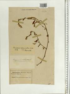 Polygonum aviculare subsp. aviculare, Eastern Europe, Northern region (E1) (Russia)