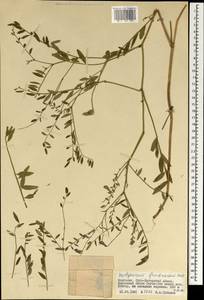 Corethrodendron fruticosum (Pall.) B.H.Choi & H.Ohashi, Mongolia (MONG) (Mongolia)