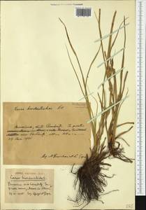 Carex hordeistichos Vill., Eastern Europe, West Ukrainian region (E13) (Ukraine)