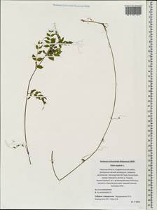 Vicia sepium L., Eastern Europe, North-Western region (E2) (Russia)