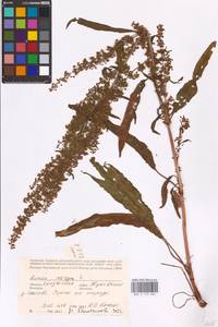 Rumex crispus L., Eastern Europe, Central region (E4) (Russia)