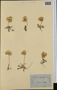 Viola calcarata L., Western Europe (EUR) (Switzerland)