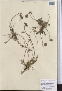 Lomatocarpa albomarginata (Schrenk) Pimenov & Lavrova, Middle Asia, Northern & Central Tian Shan (M4) (Kyrgyzstan)