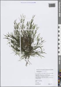 Potamogeton berchtoldii Fieber, Siberia, Baikal & Transbaikal region (S4) (Russia)