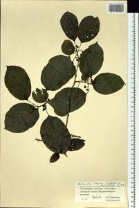 Actinidia arguta (Siebold & Zucc.) Planch. ex Miq., Siberia, Russian Far East (S6) (Russia)