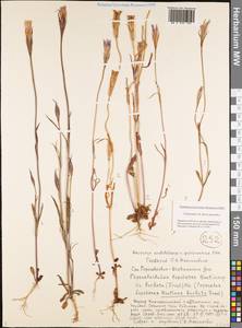 Gentianopsis barbata (Froel.) Ma, Siberia, Yakutia (S5) (Russia)