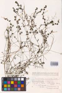 Ranunculus circinatus Sibth., Eastern Europe, Lower Volga region (E9) (Russia)