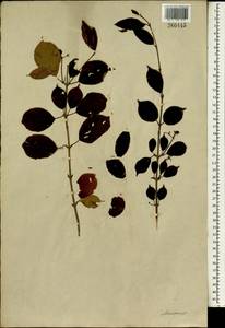 Prunus, South Asia, South Asia (Asia outside ex-Soviet states and Mongolia) (ASIA) (Japan)