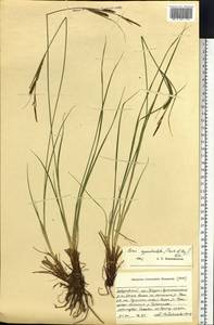 Carex appendiculata (Trautv. & C.A.Mey.) Kük., Siberia, Russian Far East (S6) (Russia)