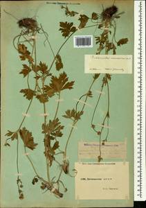 Ranunculus caucasicus M. Bieb., Caucasus, Dagestan (K2) (Russia)