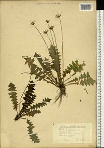 Aposeris foetida (L.) Less., Eastern Europe, West Ukrainian region (E13) (Ukraine)