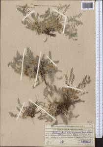 Astragalus salsugineus Kar. & Kir., Middle Asia, Western Tian Shan & Karatau (M3) (Kazakhstan)