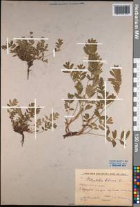 Sibbaldianthe bifurca (L.) Kurtto & T. Erikss., Siberia, Baikal & Transbaikal region (S4) (Russia)