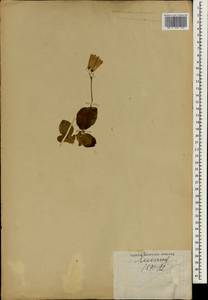 Campanula, South Asia, South Asia (Asia outside ex-Soviet states and Mongolia) (ASIA) (Japan)