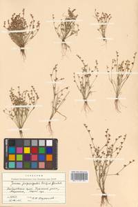 Juncus ranarius Songeon & E. P. Perrier, Siberia, Russian Far East (S6) (Russia)