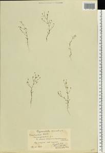 Psammophiliella muralis (L.) lkonn., Eastern Europe, Eastern region (E10) (Russia)