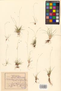 Carex williamsii Britton, Siberia, Russian Far East (S6) (Russia)