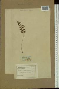 Cystopteris fragilis (L.) Bernh., Siberia, Altai & Sayany Mountains (S2) (Russia)