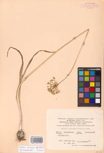 Allium decipiens Fisch. ex Schult. & Schult.f., Eastern Europe, Central forest-and-steppe region (E6) (Russia)