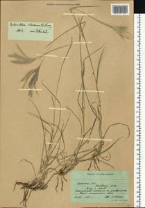 Bothriochloa ischaemum (L.) Keng, Eastern Europe, South Ukrainian region (E12) (Ukraine)
