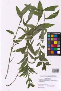 Pentanema salicinum (L.) D. Gut. Larr., Santos-Vicente, Anderb., E. Rico & M. M. Mart. Ort., Eastern Europe, Central region (E4) (Russia)