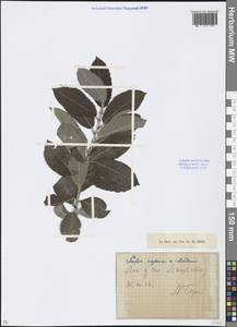 Salix caprea × aegyptiaca, Caucasus, North Ossetia, Ingushetia & Chechnya (K1c) (Russia)