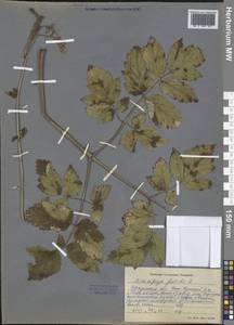 Actaea cimicifuga L., Siberia, Baikal & Transbaikal region (S4) (Russia)