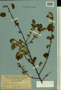 Cotoneaster alaunicus Golitsin, Eastern Europe, Central region (E4) (Russia)