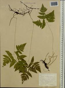 Gymnocarpium dryopteris (L.) Newman, Eastern Europe, Northern region (E1) (Russia)