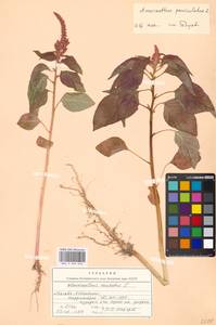 Amaranthus cruentus L., Eastern Europe, Moscow region (E4a) (Russia)