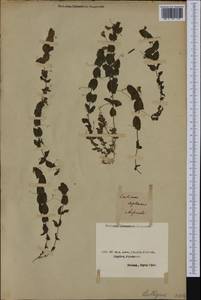 Lathyrus aphaca L., Western Europe (EUR) (Greece)