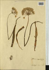 Allium neapolitanum Cirillo, Western Europe (EUR) (Italy)