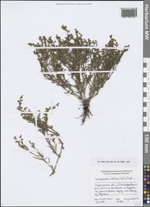 Spergularia marina (L.) Besser, Siberia, Western Siberia (S1) (Russia)