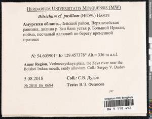 Ditrichum pusillum (Hedw.) Hampe, Bryophytes, Bryophytes - Russian Far East (excl. Chukotka & Kamchatka) (B20) (Russia)