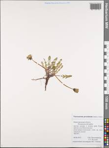 Taraxacum proximum (Dahlst.) Dahlst., Eastern Europe, Volga-Kama region (E7) (Russia)