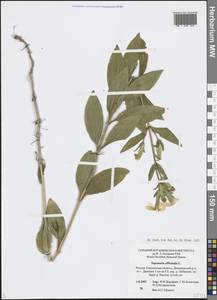 Saponaria officinalis L., Eastern Europe, Western region (E3) (Russia)