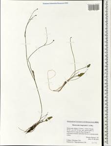 Ranunculus longicaulis C. A. Mey., Mongolia (MONG) (Mongolia)