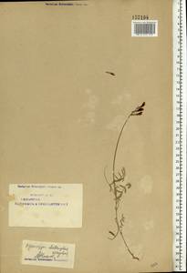 Astragalus varius S.G.Gmel., Eastern Europe, Eastern region (E10) (Russia)