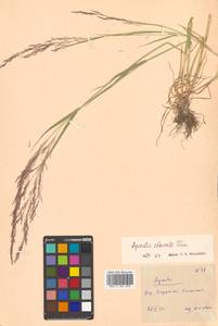 Agrostis clavata Trin., Siberia, Russian Far East (S6) (Russia)