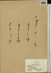 Gentianella amarella (L.) Börner, Eastern Europe, Moscow region (E4a) (Russia)