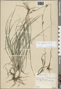 Carex panicea L., Eastern Europe, Central forest region (E5) (Russia)