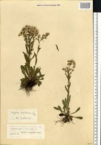 Erigeron brachycephalus H. Lindb., Eastern Europe, Eastern region (E10) (Russia)