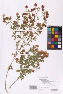 Trifolium aureum Pollich, Eastern Europe, North-Western region (E2) (Russia)