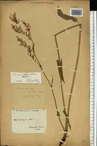Rumex thyrsiflorus Fingerh., Eastern Europe, Eastern region (E10) (Russia)