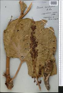 Rheum cordatum Losinsk., Middle Asia, Western Tian Shan & Karatau (M3) (Kyrgyzstan)