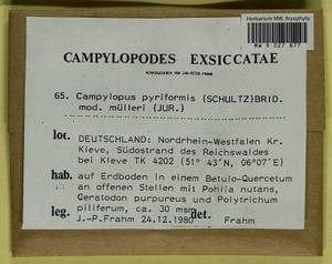 Campylopus pyriformis (Schultz) Brid., Bryophytes, Bryophytes - Western Europe (BEu) (Germany)