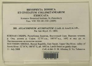 Aulacomnium acuminatum (Lindb. & Arnell) Kindb., Bryophytes, Bryophytes - Baikal & Transbaikal regions (B18) (Russia)