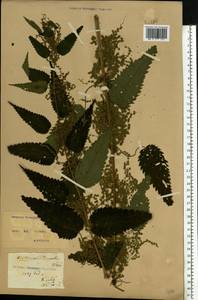 Urtica dioica L., Eastern Europe, North Ukrainian region (E11) (Ukraine)